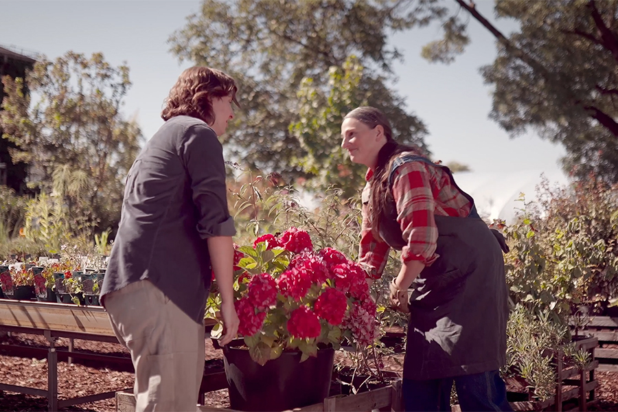 In einer Gärtnerei heben zwei Frauen einen großen Topf Hortensien